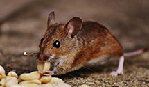 rodent-control Experts in Pineville